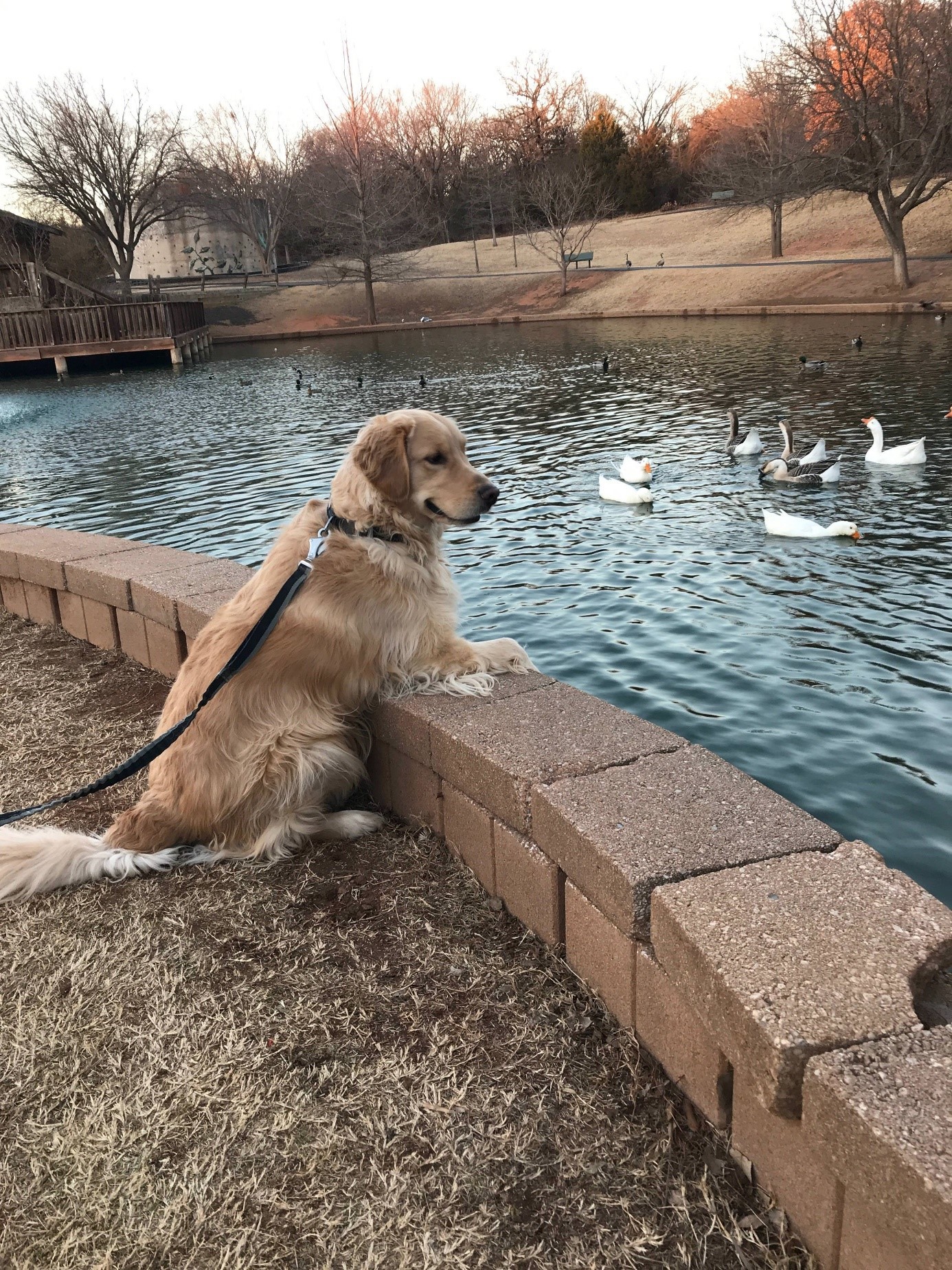 1 Dog