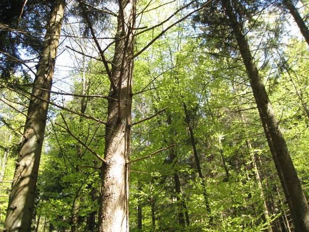Dürrer Baum im dürren Wald