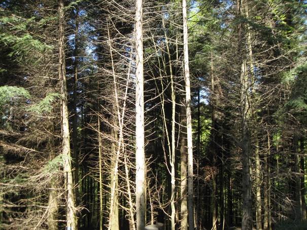 Dürrer Wald