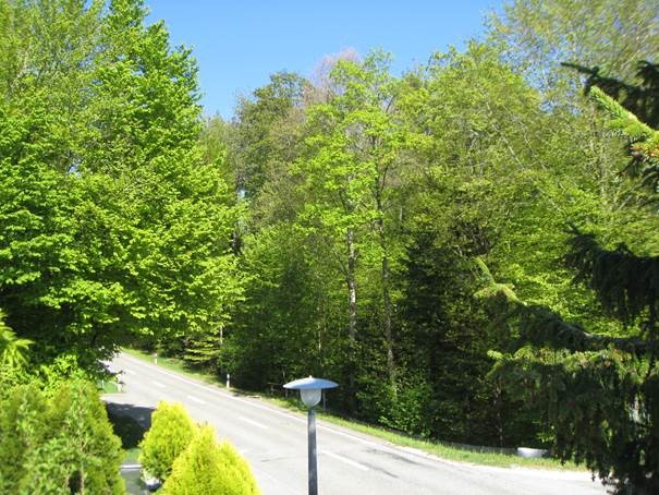 Waldrand