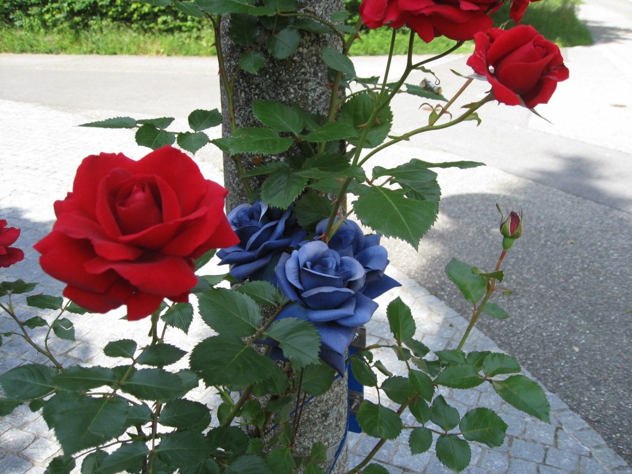 Rose_20191125-141011_1